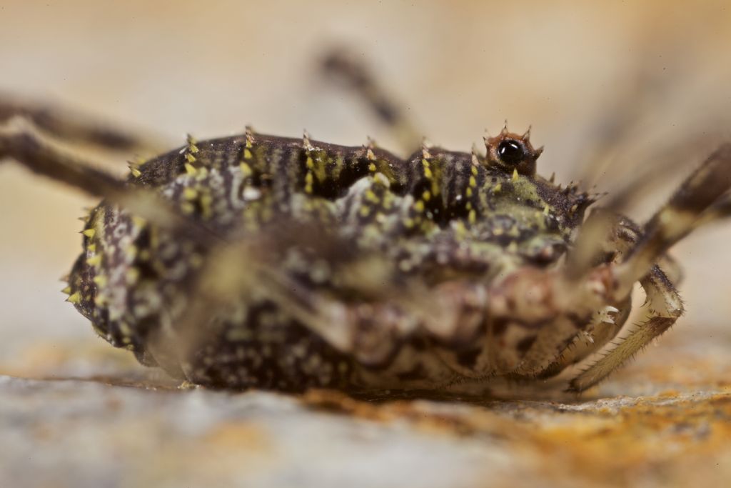 Lacinius dentiger  (Phalangiidae)